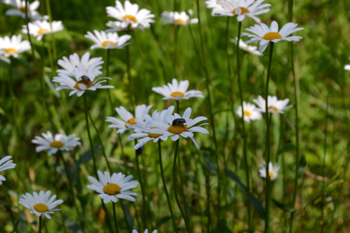 Partschonerhof 10.06.2023